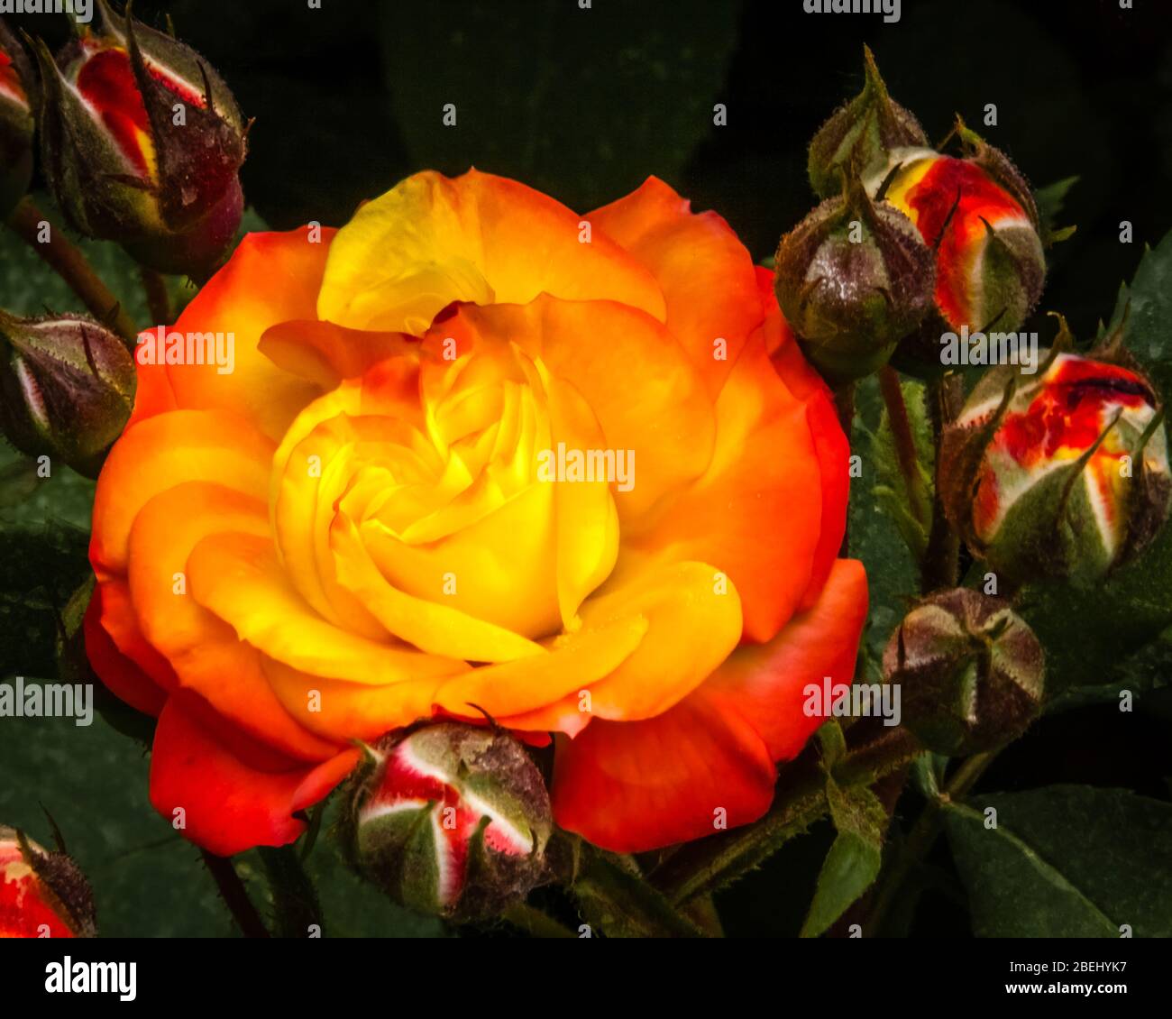 Primo piano di una rosa arancione, circondata da gemme. Una rosa è una pianta fiorita perenne legnosa del genere Rosa, appartenente alla famiglia delle Rosaceae. Foto Stock