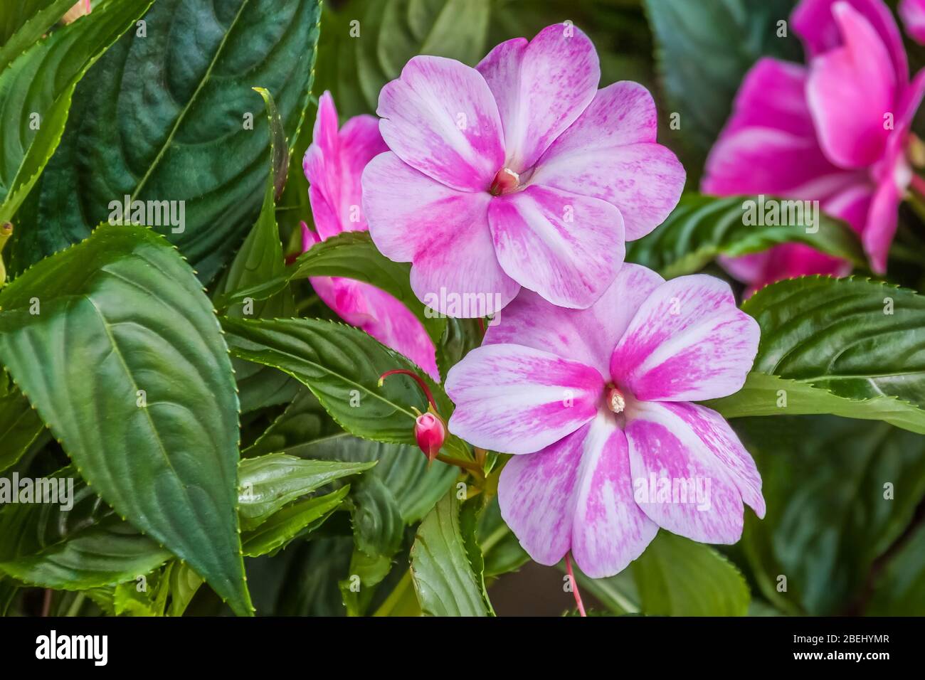 Primo piano dei fiori rosa Impatiens (famiglia Balsaminaceae). Foto Stock