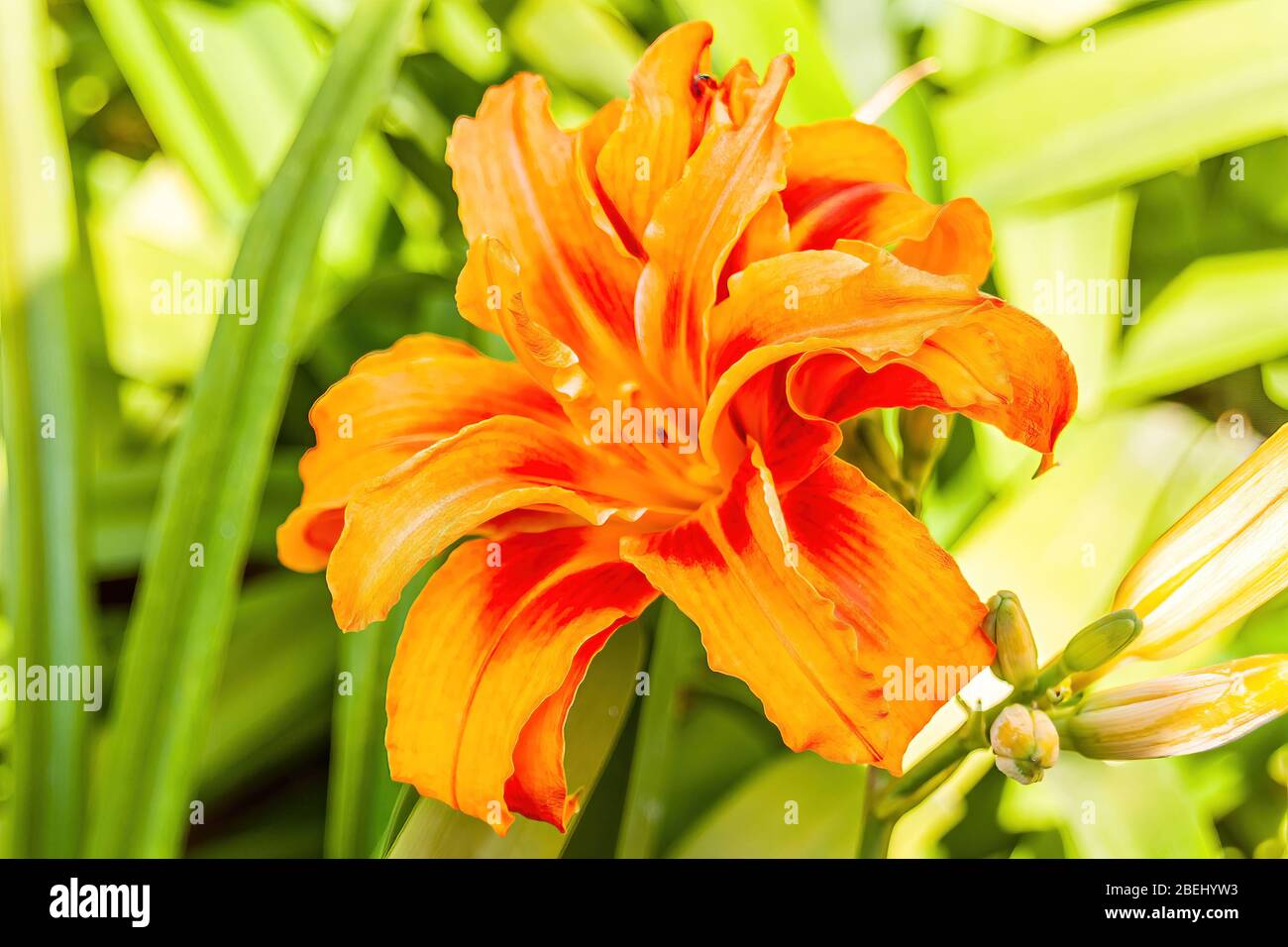 Hemerocallis fulva, il giglio-giorno arancione, giglio-giorno bruno, giglio-tigre, giglio-dungo fulvous o giglio di fossato, è una specie di giglio nativo all'Asia. Foto Stock
