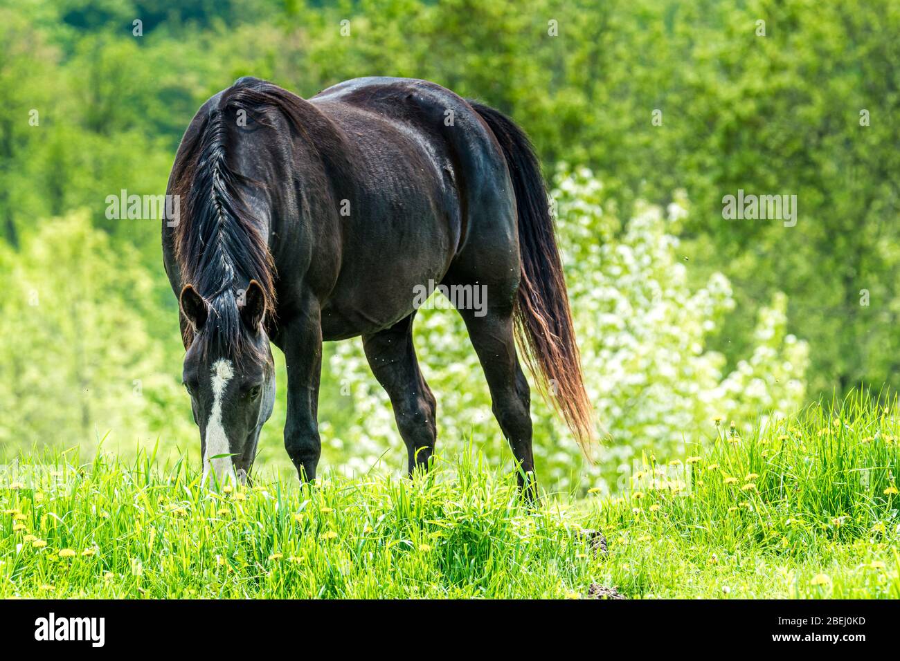 Prairie fattoria cavalli pascolo verde peterborough Ontario Canada Foto Stock