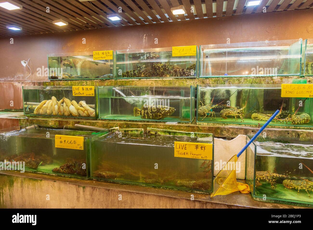 Animali catturati nell'oceano tenuti in grandi serbatoi di pesce per la vendita in Malesia. Foto Stock