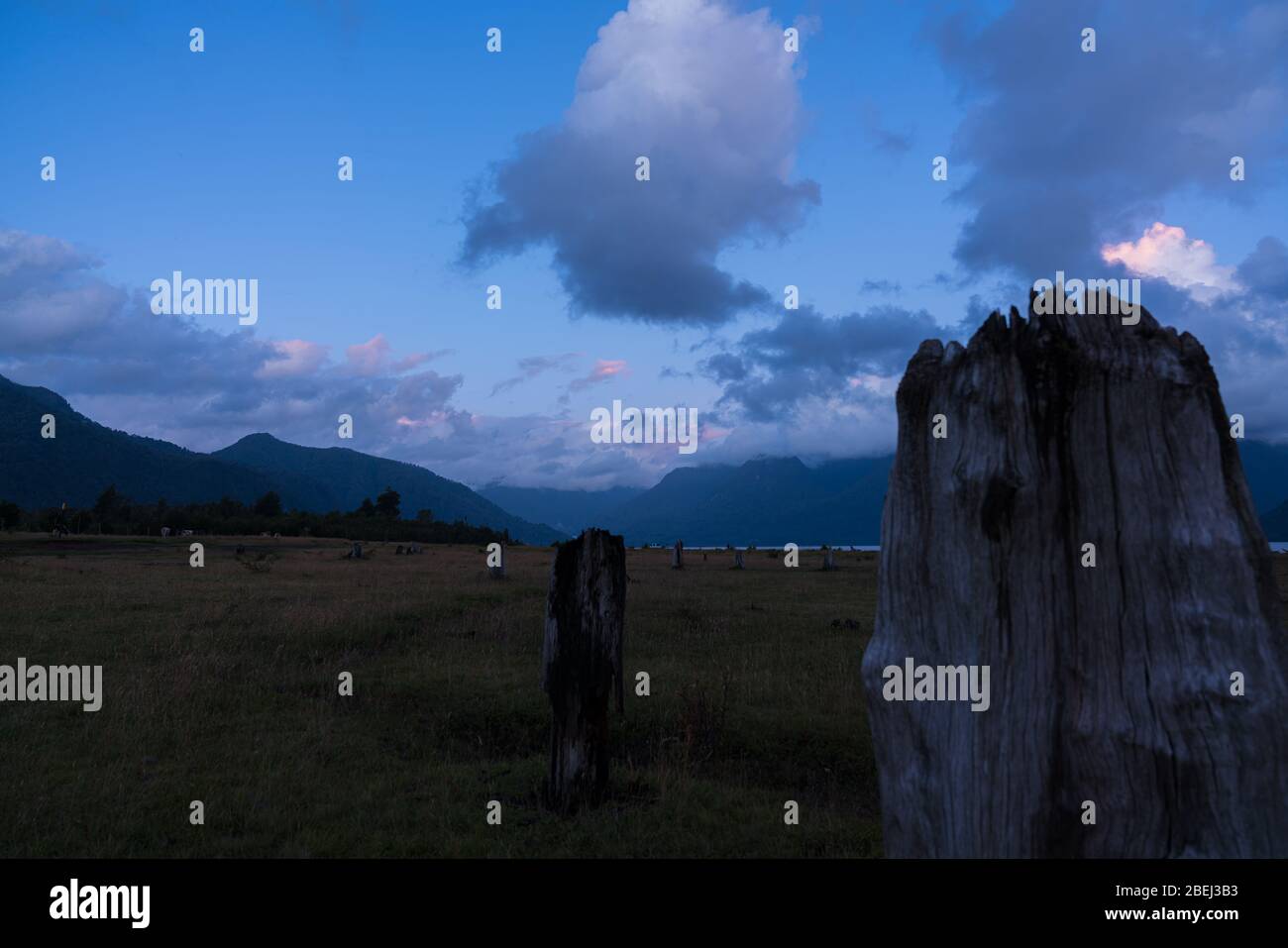 Vecchie larches morte sulla riva del lago Chapo Foto Stock