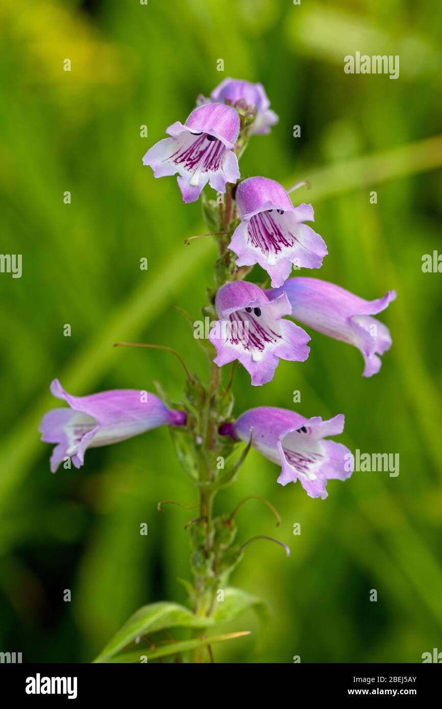 Un unico Pestemon flowerhead. Foto Stock