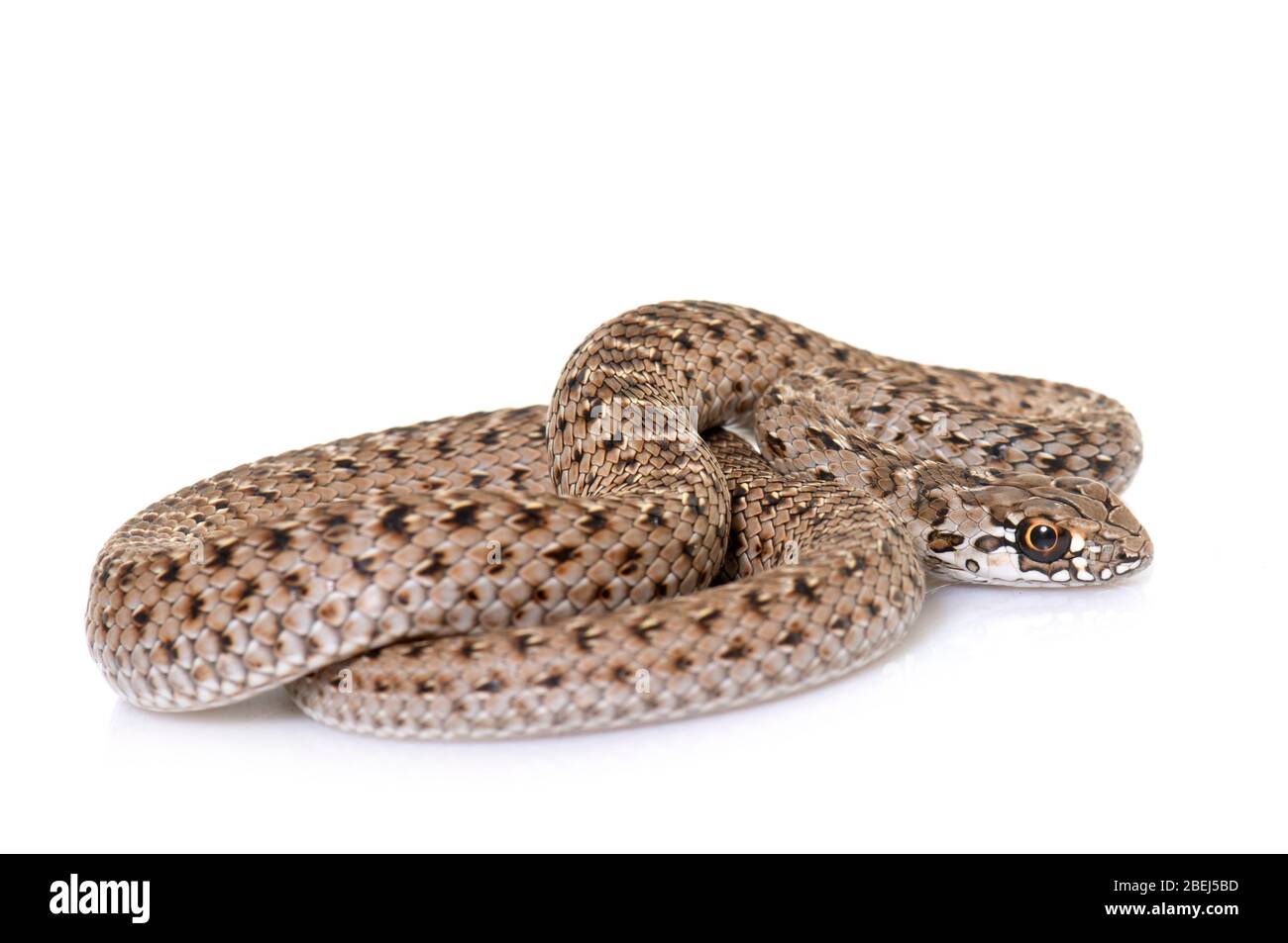 Montpellier serpente di fronte a sfondo bianco Foto Stock