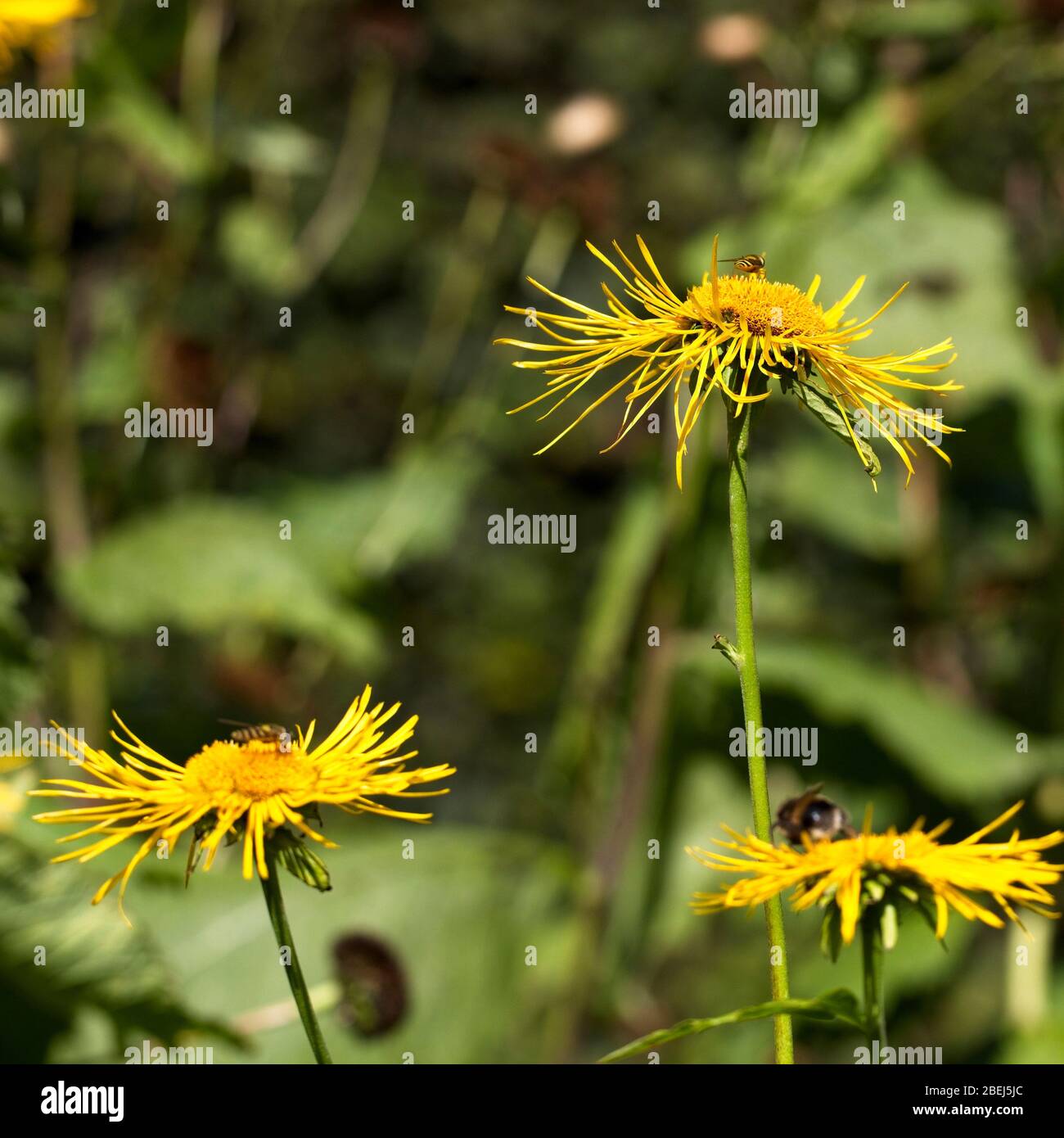 Oxeye giallo, Ox-eye giallo o Heartleaf Ox-eye (Telekia speciosa). Foto Stock