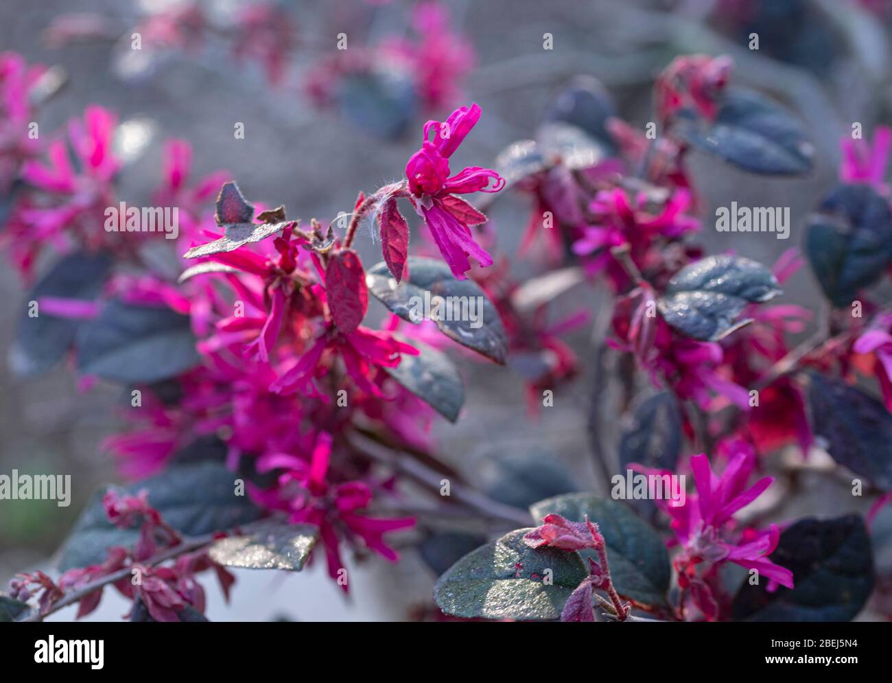 Primo piano di Loropetalum chinense fiorente in primavera Foto Stock