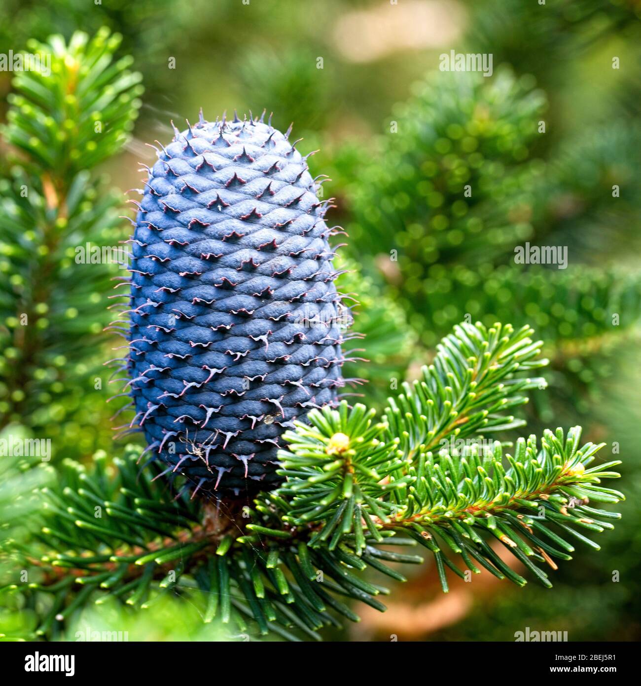 Il cono di un abete-argento di Delavay o di un abete di Delavay (Abies delavayi). Foto Stock