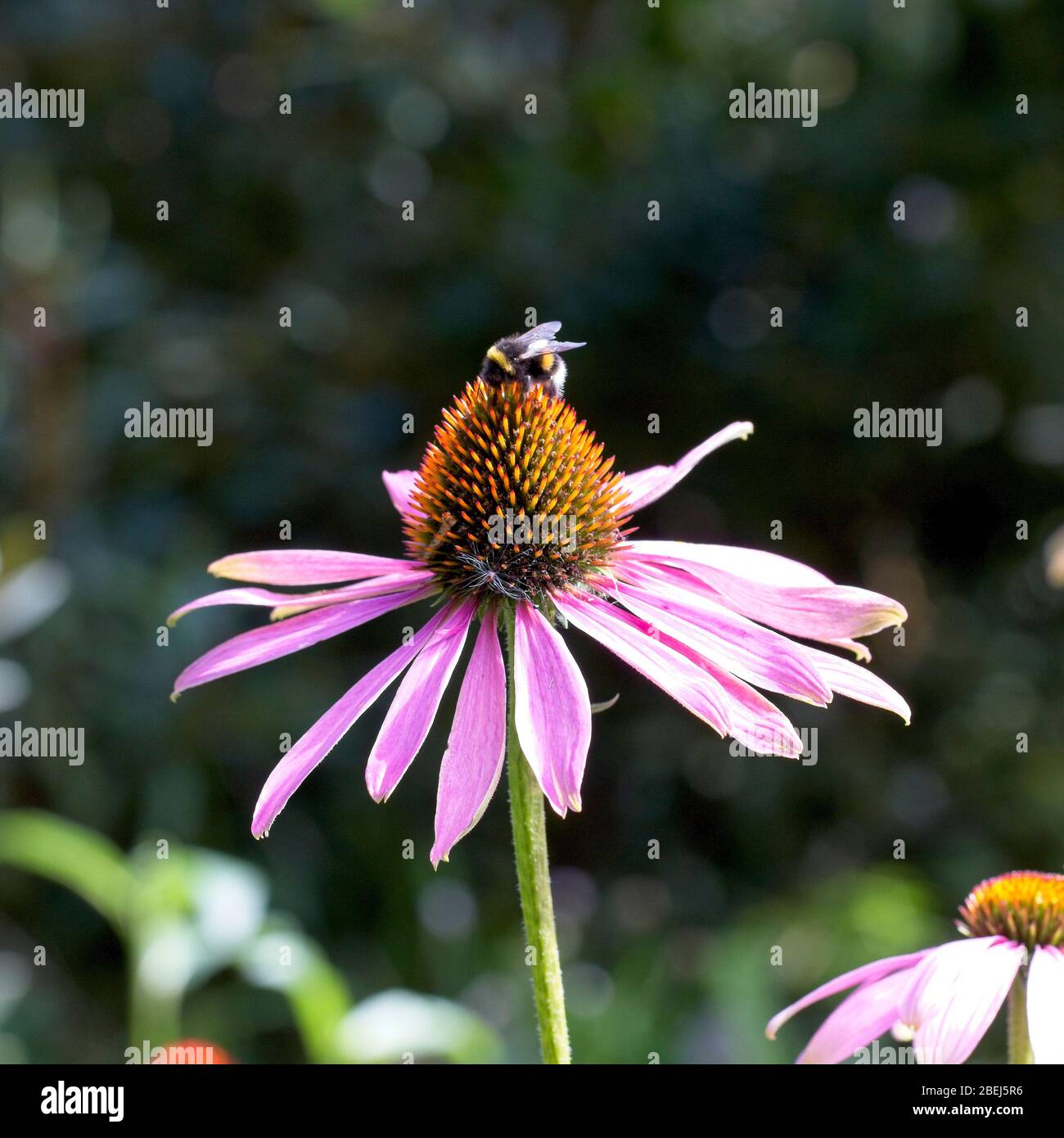 Un Bumblebee su un Conflower viola, (Echinacea purpurea). Foto Stock