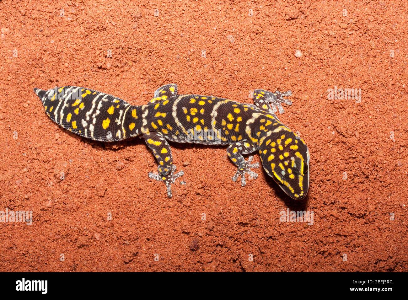 Gecko di velluto marmorizzato settentrionale Foto Stock