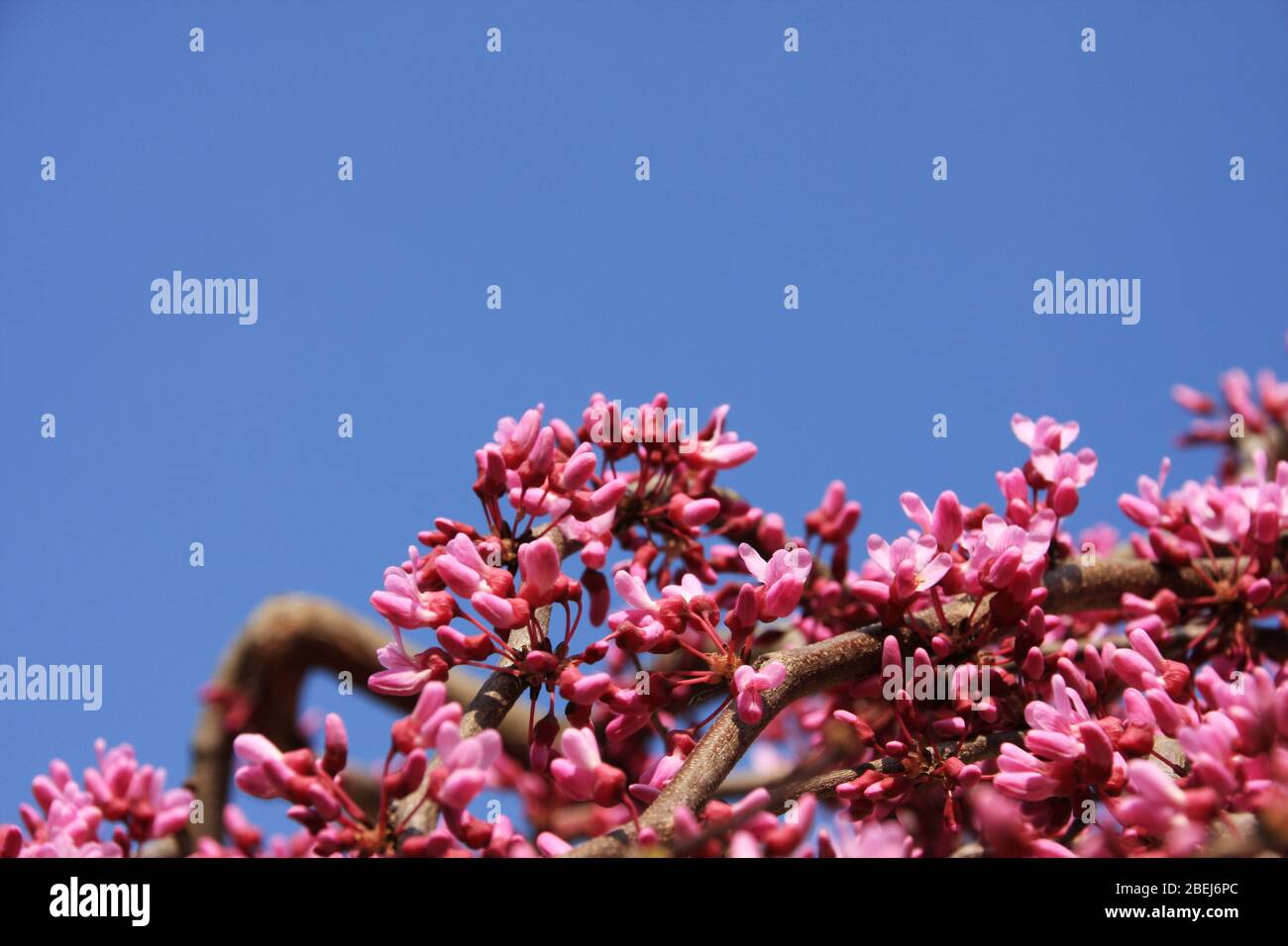 Fiori rosa di Redbud orientale in fiore, Cercis Canadensis, Lavanda Twist verso il cielo blu nella stagione primaverile primo piano Judas Tree Foto Stock