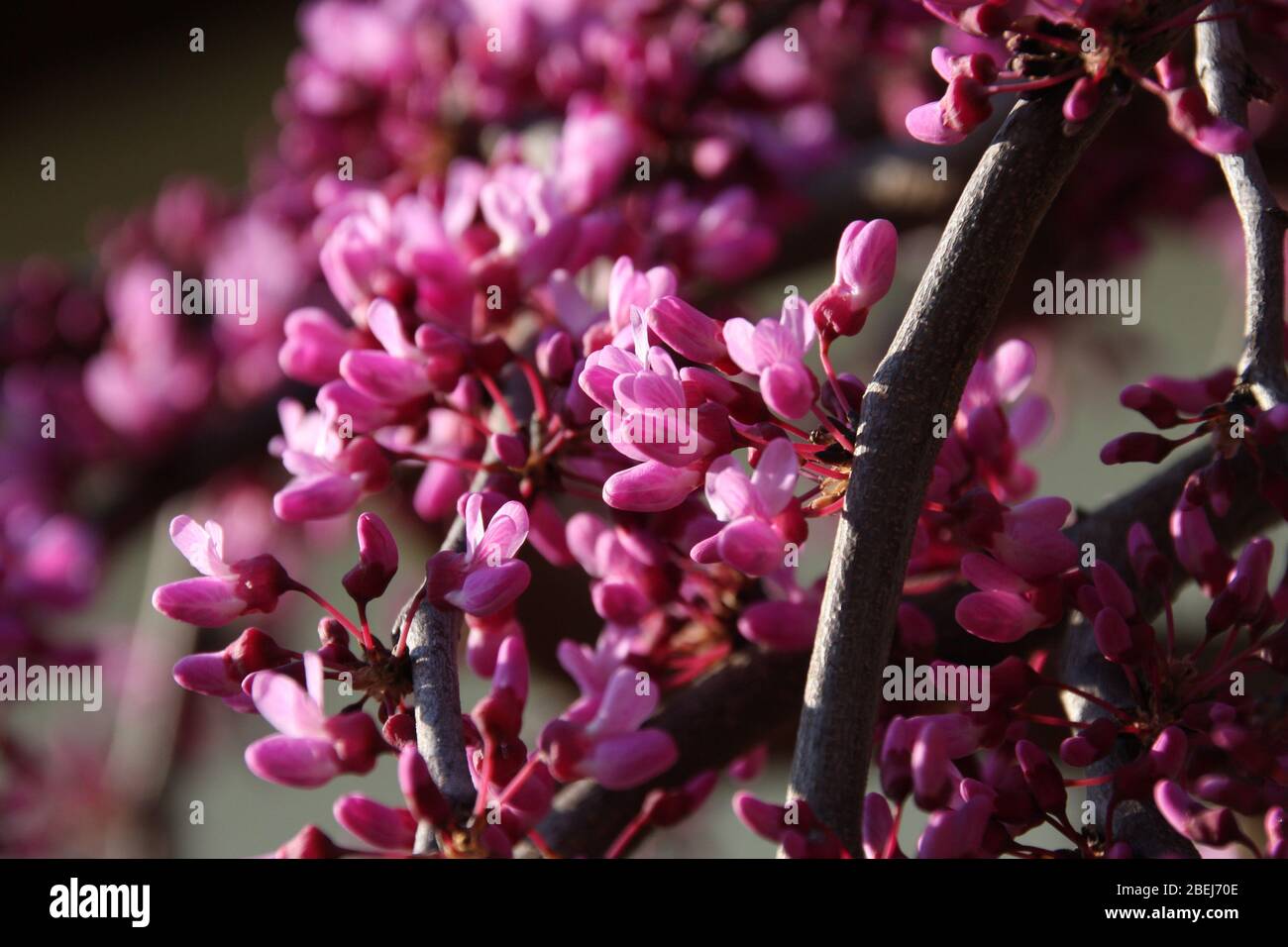 Fiori rosa di Redbud orientale in fiore, Cercis Canadensis, Lavanda Twist verso il cielo blu nella stagione primaverile primo piano Judas Tree Foto Stock