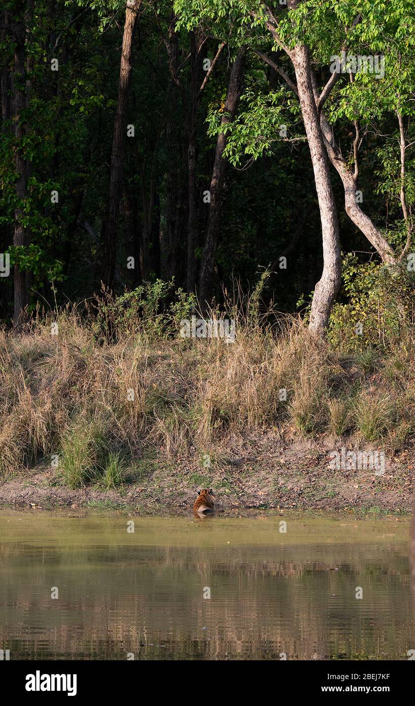 Una foto della tigre Chhota Munna che riposa nell'acqua al Parco Nazionale di Kanha, Madhya Pradesh, India Foto Stock