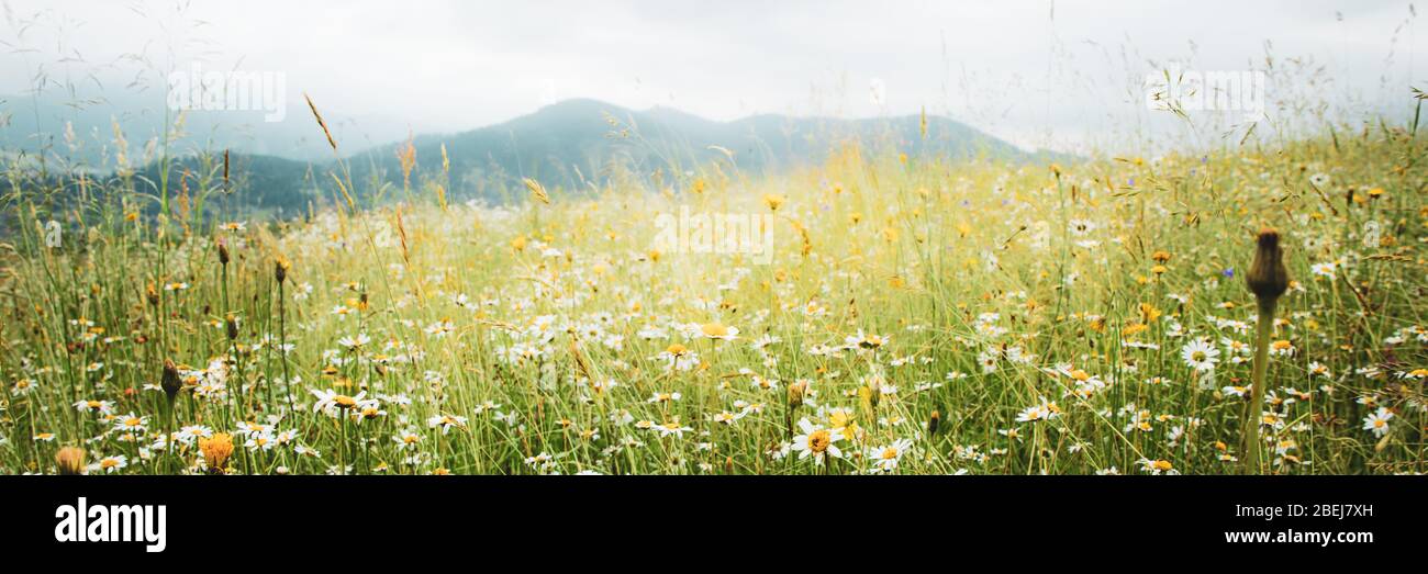 Splendido prato estivo con fiori di daisy e dente di leone in un verde lussureggiante erba con sfondo montagne Foto Stock