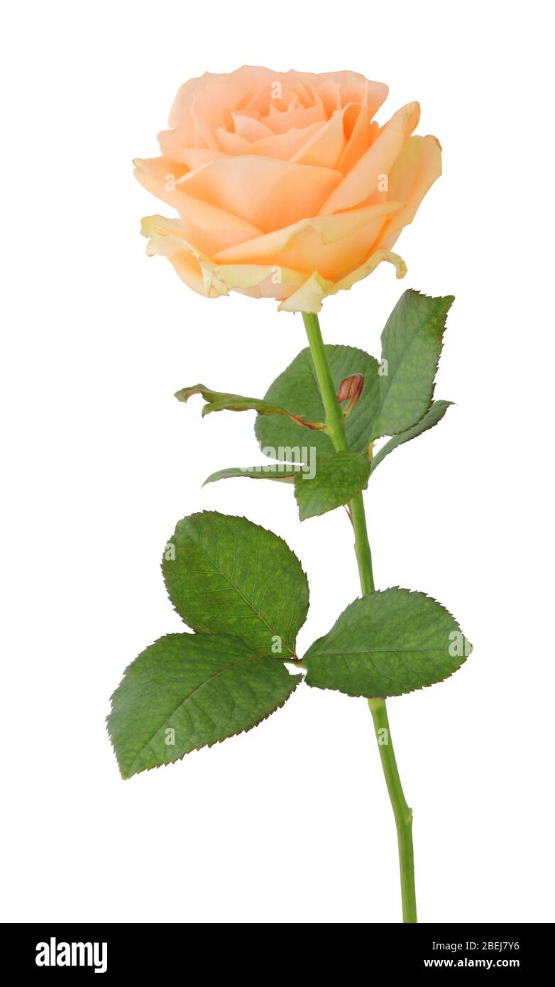 Rose (Rosaceae) isolato su sfondo bianco, incluso il taglio. Germania Foto Stock