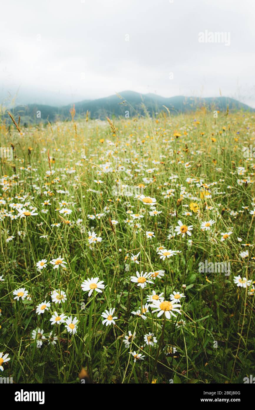 Splendido prato estivo con fiori di daisy e dente di leone in un verde lussureggiante erba con sfondo montagne Foto Stock