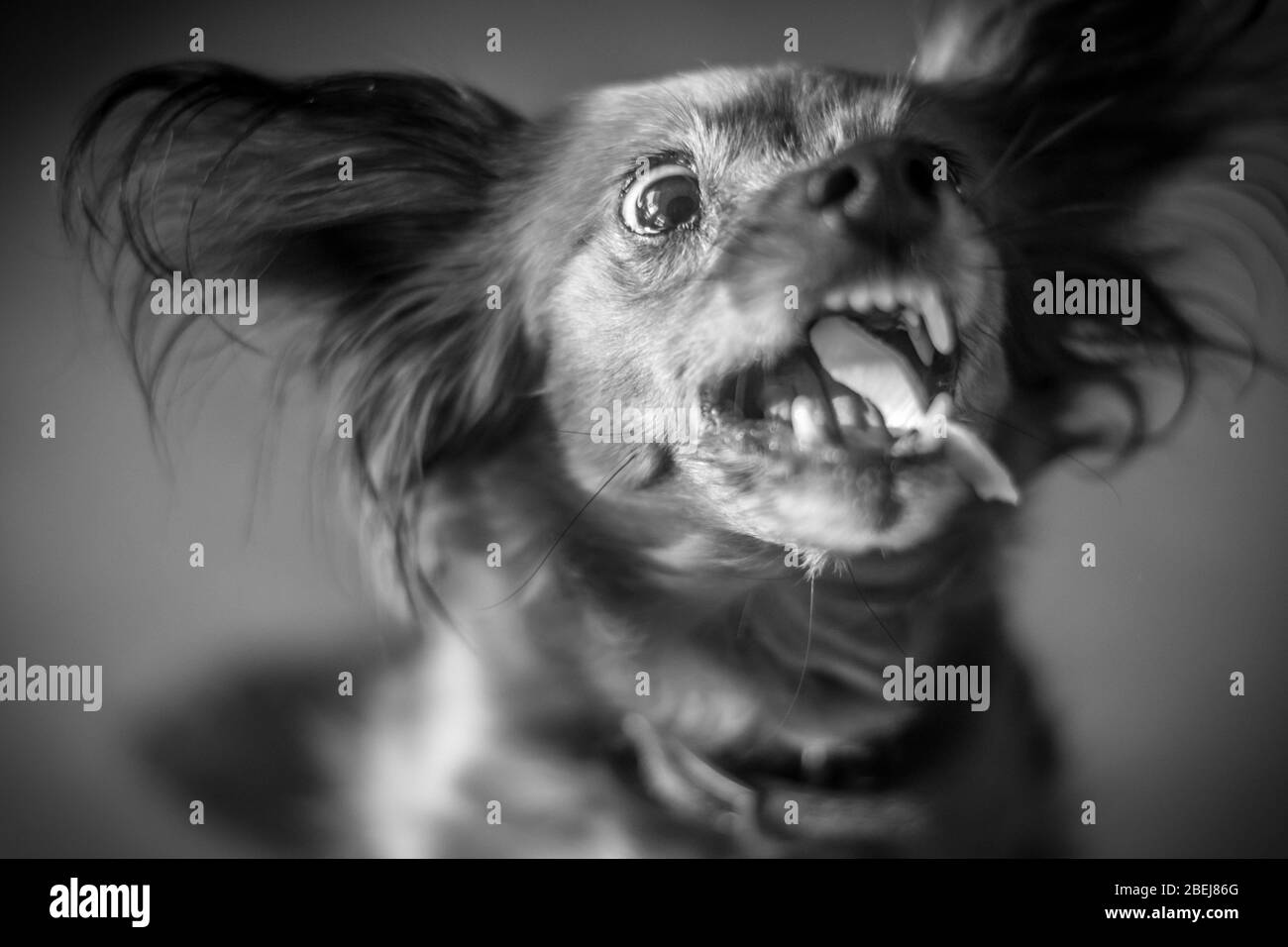 Isolato primo piano di un singolo rosso pelliccia piccolo cane ritratto che alimenta e divertirsi Israele Foto Stock