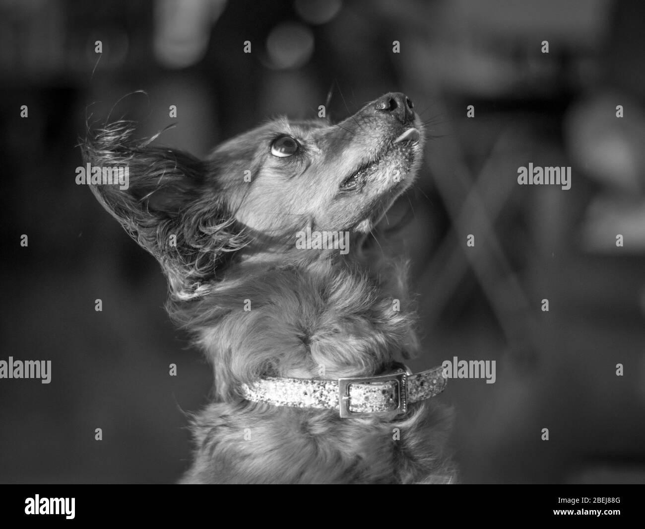 Isolato primo piano di un singolo rosso pelliccia piccolo cane ritratto che alimenta e divertirsi Israele Foto Stock