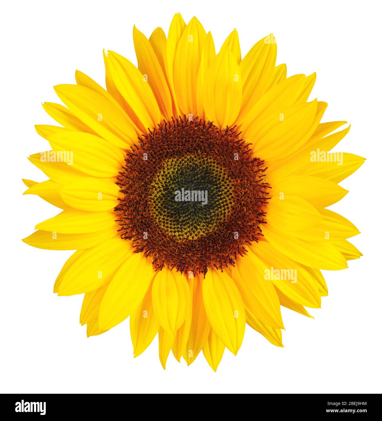 Girasole (Helianthus annuus, Asteraceae) isolato su sfondo bianco, incluso clipping.path. Germania Foto Stock