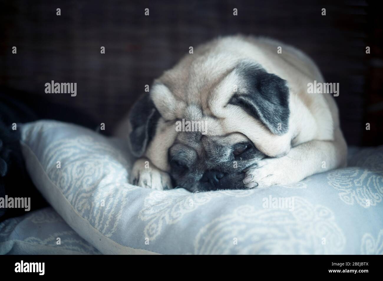 Adorabile cane pug sonno e riposo su un cuscino blu - sfondo nero scuro e immagine concetto sano per gli animali domestici Foto Stock