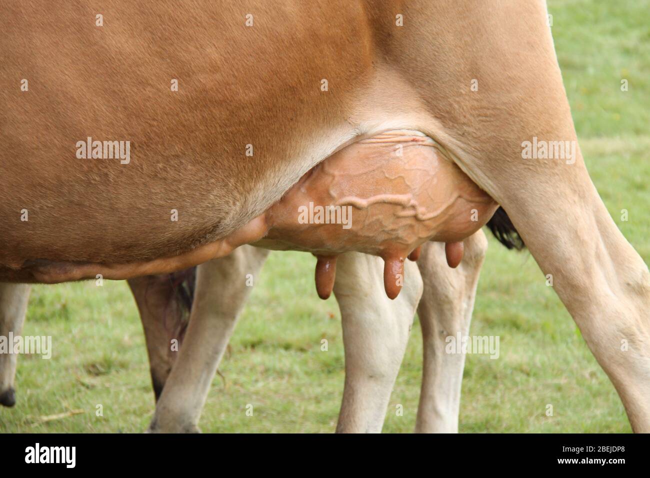 La mammella di una mucca lattiera. Foto Stock
