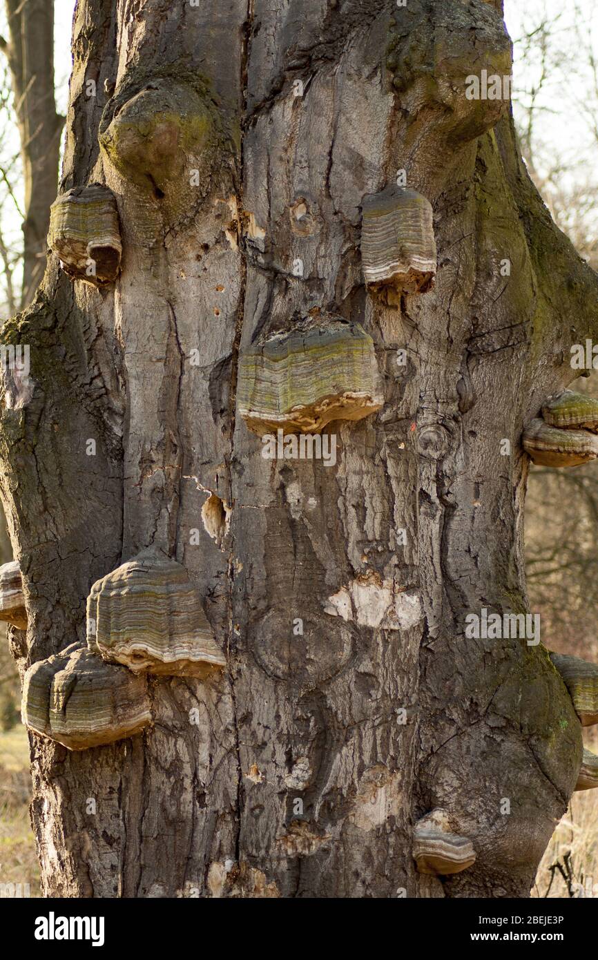 Vecchio albero coperto da molti funghi di legno. Foto Stock