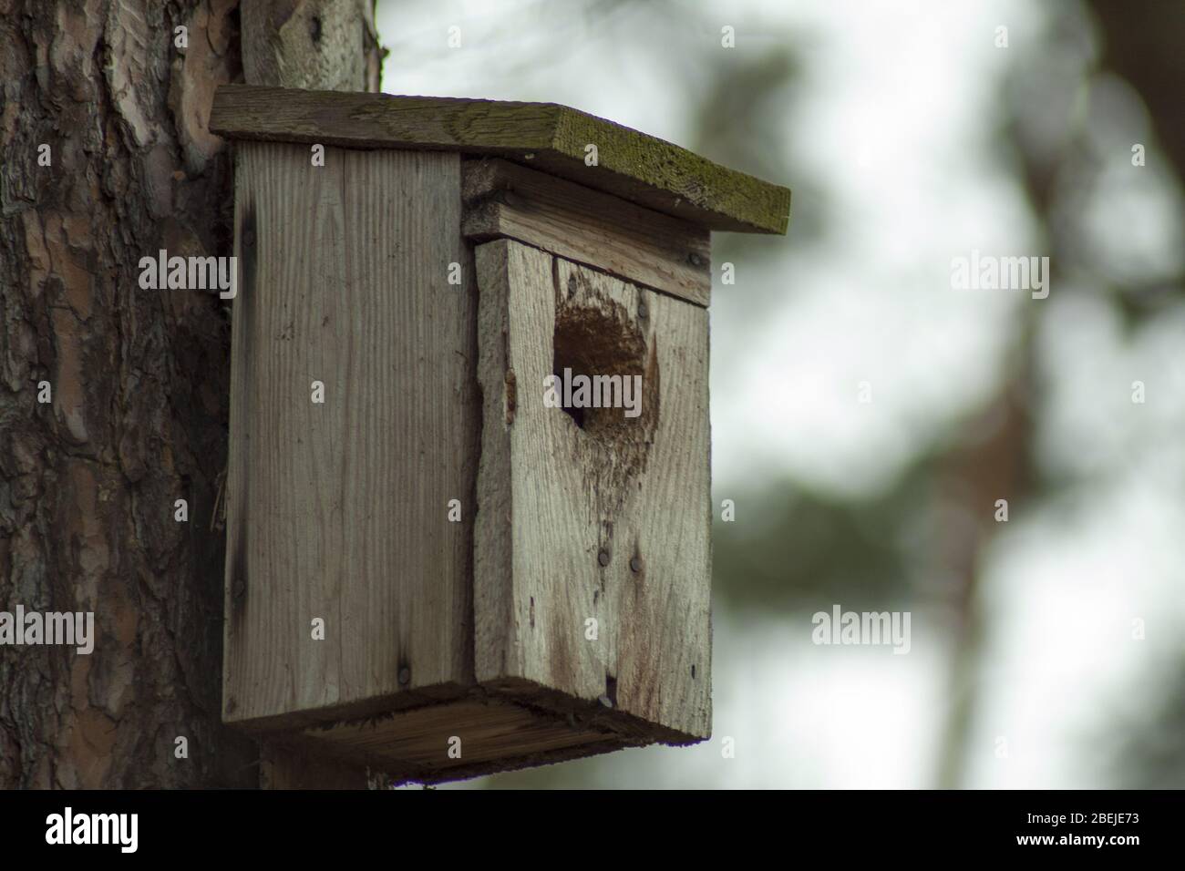 Una vecchia ma ancora abitata scatola di nidificazione degli uccelli. Foto Stock