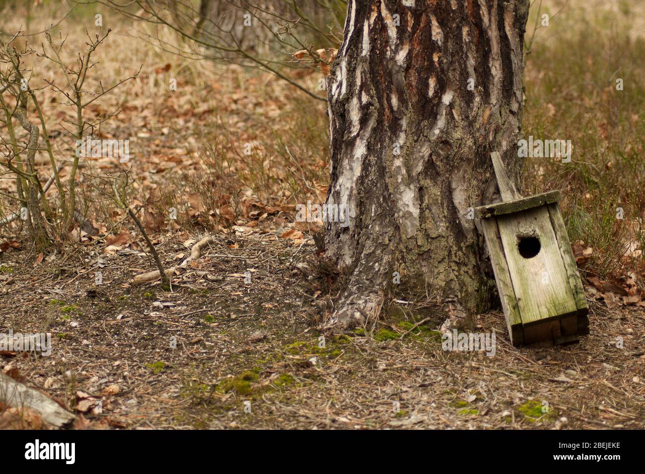 Scatola di nidificazione dell'uccello distrutta che giace sotto l'albero. Foto Stock