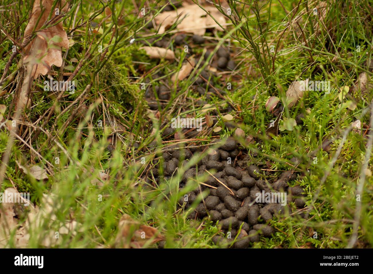 Concime di animali selvatici su un percorso forestale. Foto Stock