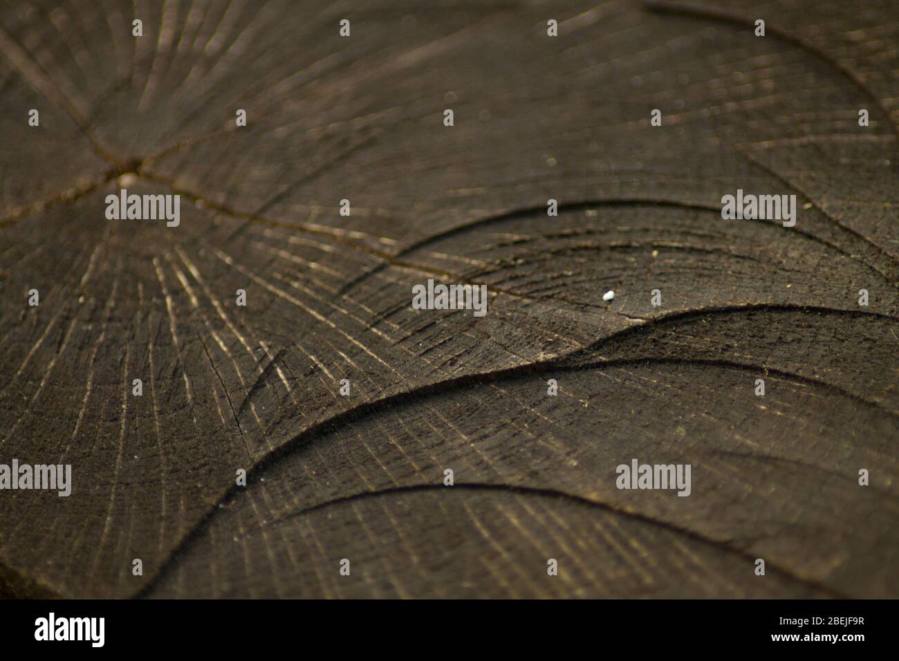 La struttura del tronco tagliato con curve visibili che suggeriscono l'età dell'albero e tracce della sega. Foto Stock