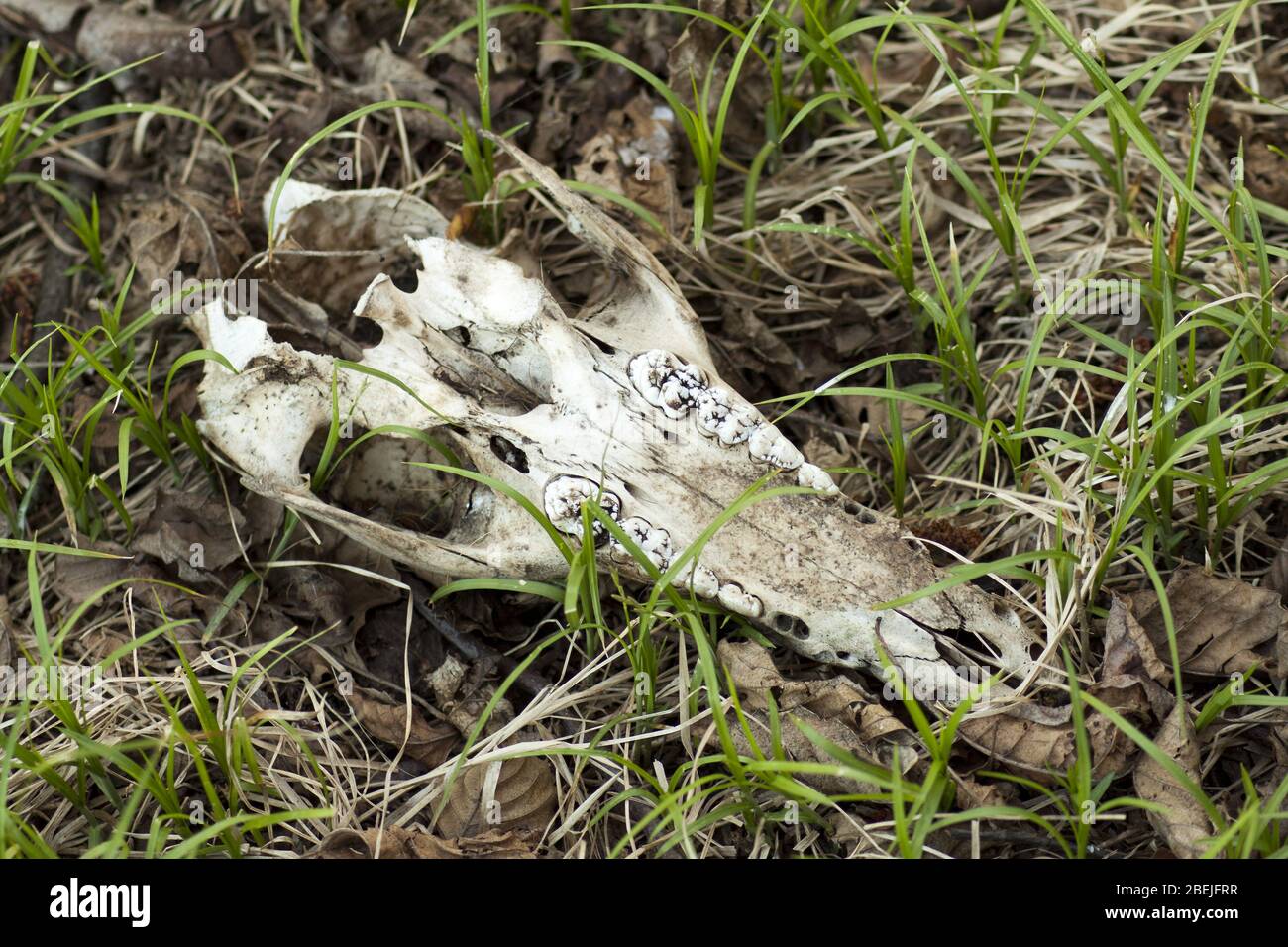 Cranio di un animale selvatico con denti molari visibili che giacciono nella foresta. Foto Stock