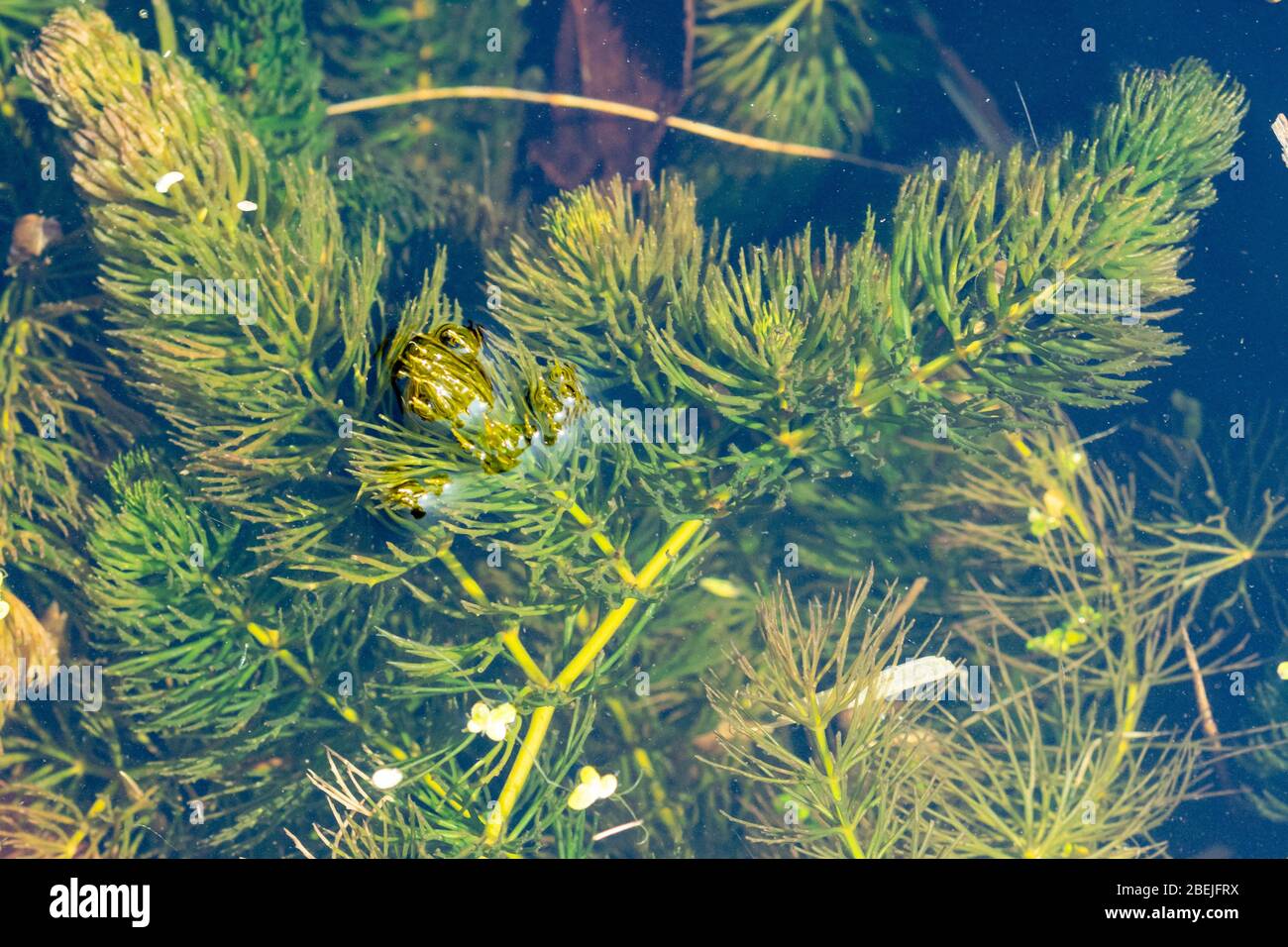 Hornwort (hornwort rigido, Ceratophyllum demersum, coda di rondine), un  ossigenatore, ossigenante, pianta di stagno libera-galleggiante, Regno  Unito Foto stock - Alamy