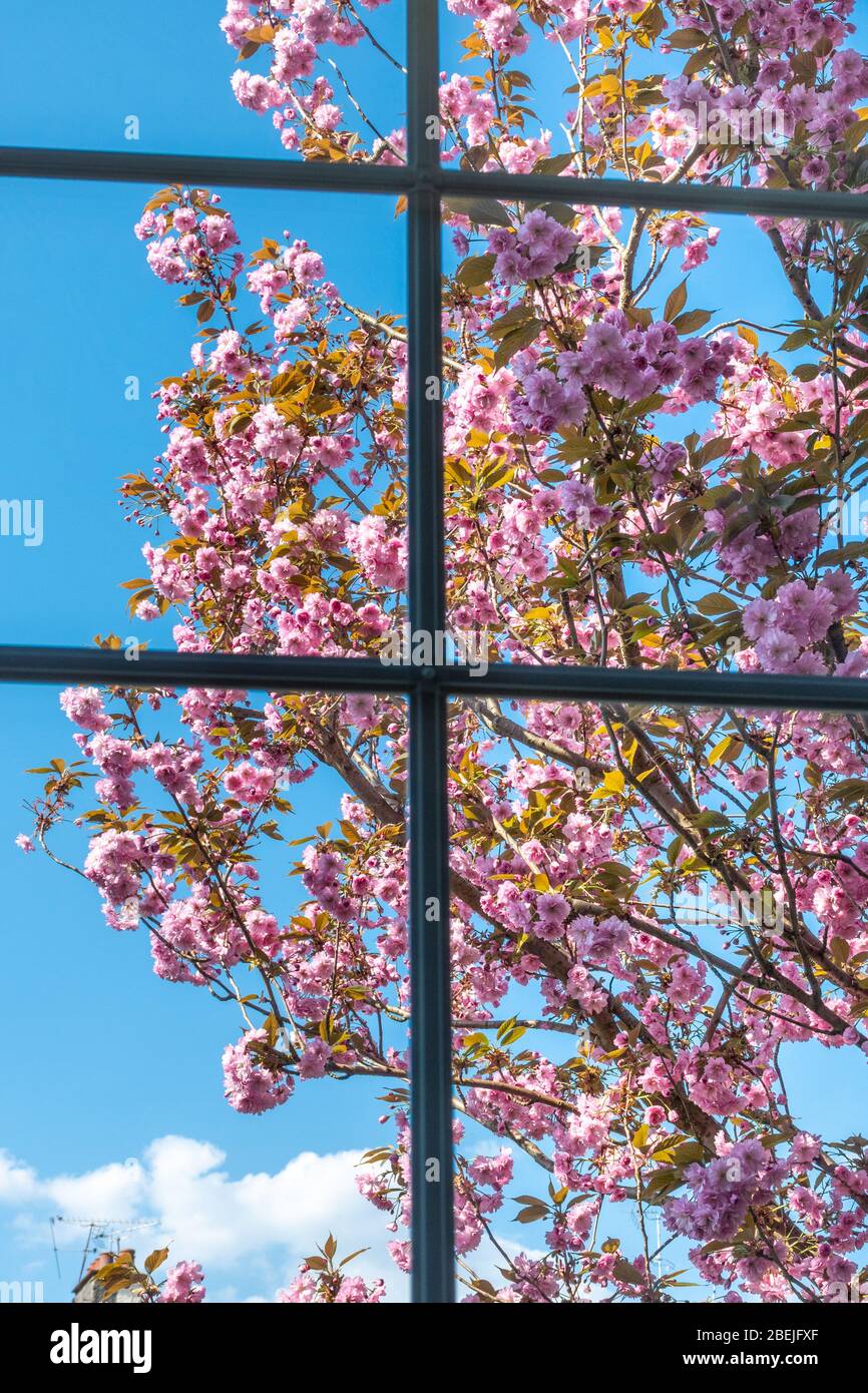 Concetto di godere della natura dall'interno di una casa durante la pandemia coronavirus, un albero rosa ciliegia fiore in fiore attraverso una finestra, Regno Unito Foto Stock