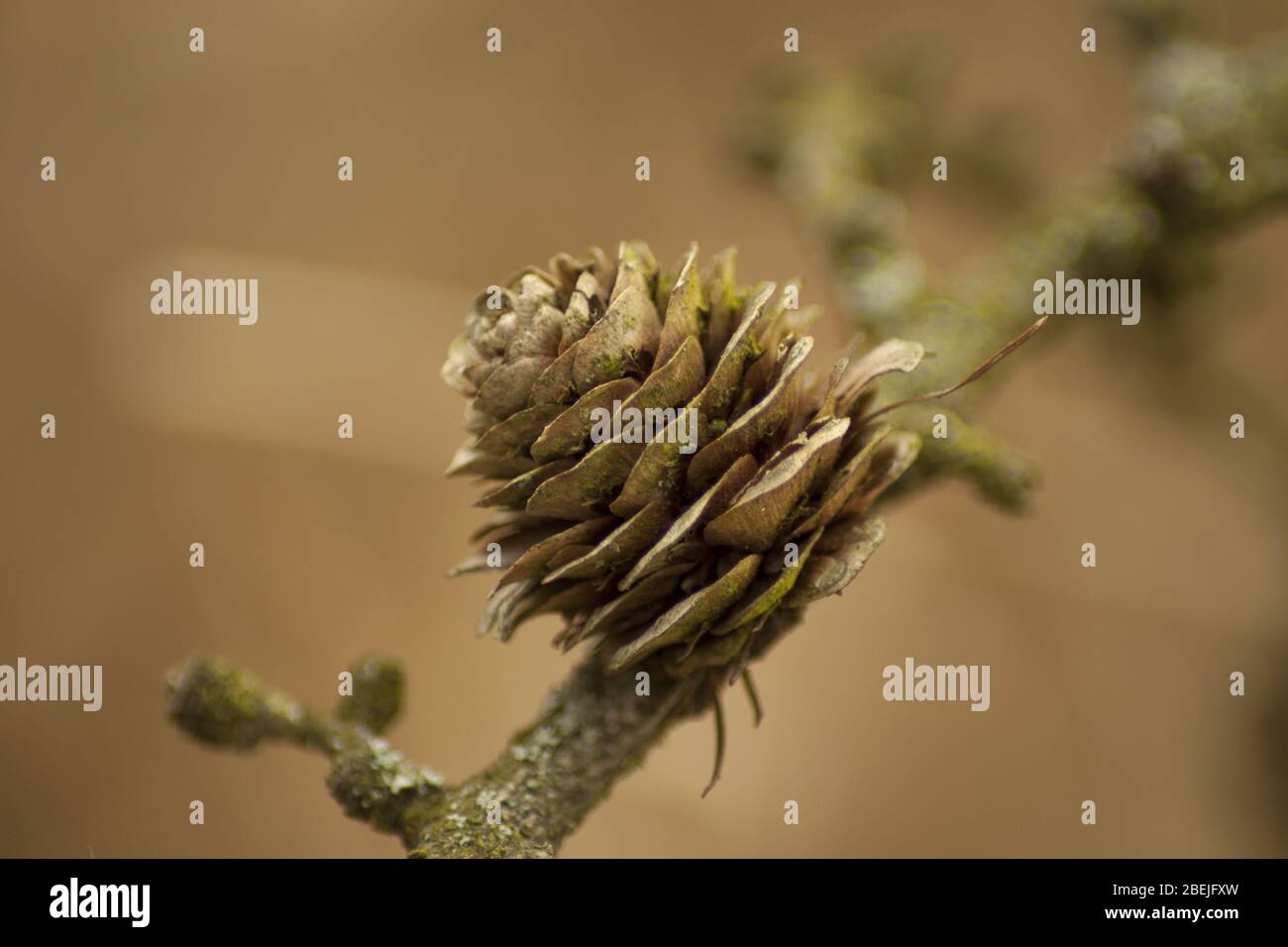 Un bel cono di pino perfettamente abbinato allo sfondo di una cartolina. Foto Stock
