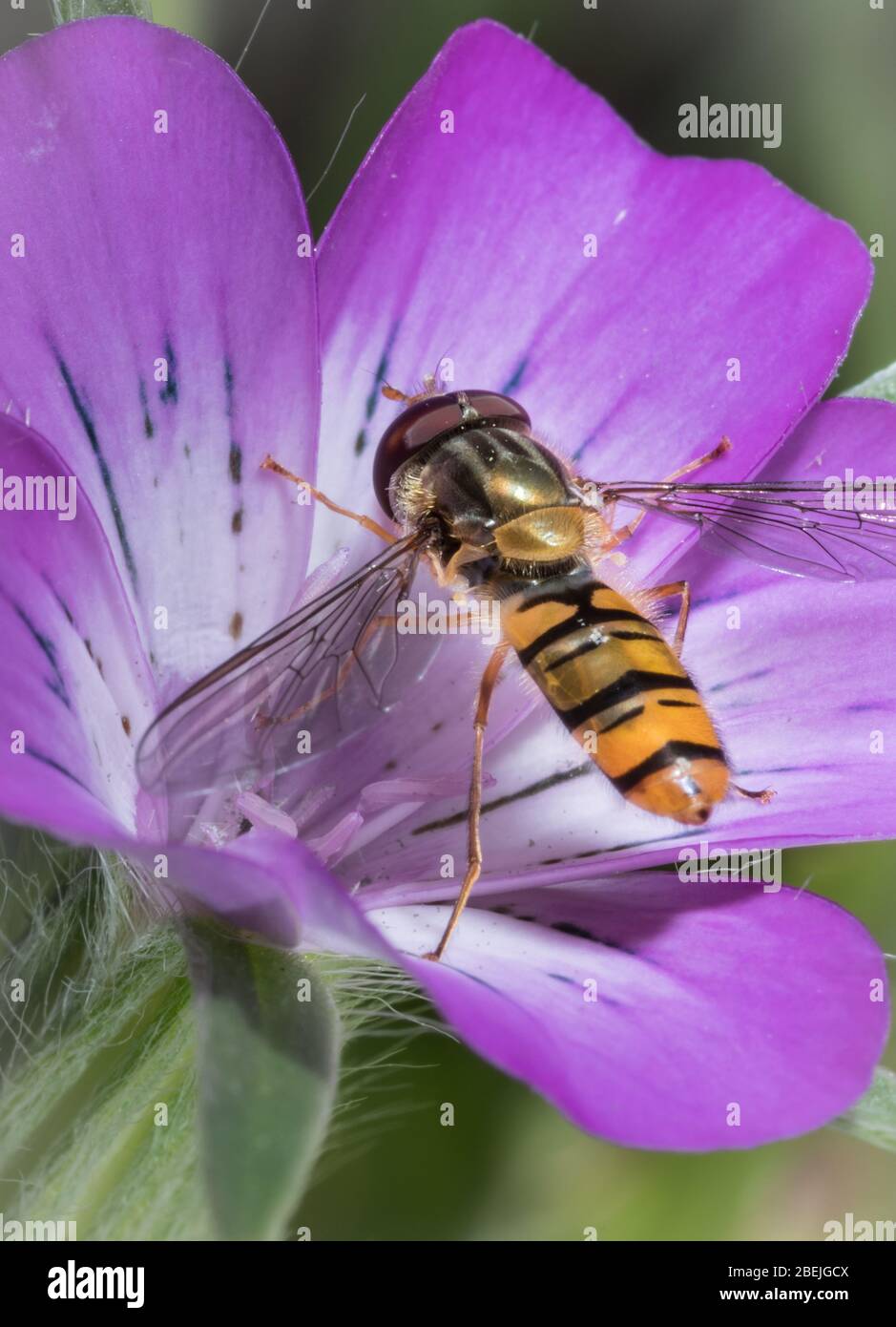 La piccola vespa pelosa su un fiore che raccoglie nettare in una giornata estiva soleggiata. Primo piano di Wasp. Foto Stock