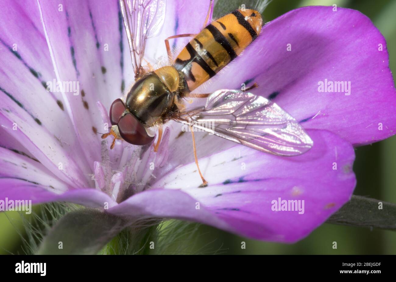 La piccola vespa pelosa su un fiore che raccoglie nettare in una giornata estiva soleggiata. Primo piano di Wasp. Foto Stock