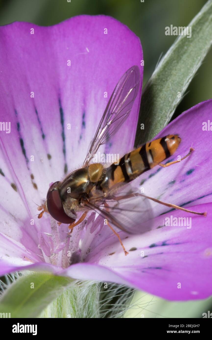 La piccola vespa pelosa su un fiore che raccoglie nettare in una giornata estiva soleggiata. Primo piano di Wasp. Foto Stock