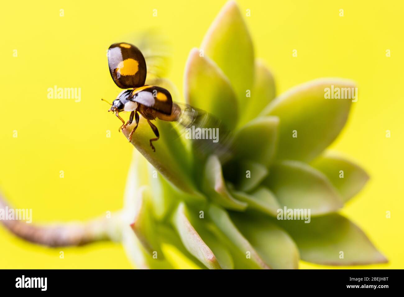 Macro-immagine di un ladybug, nel momento in cui il volo si distingue con le ali anteriori aperte Foto Stock
