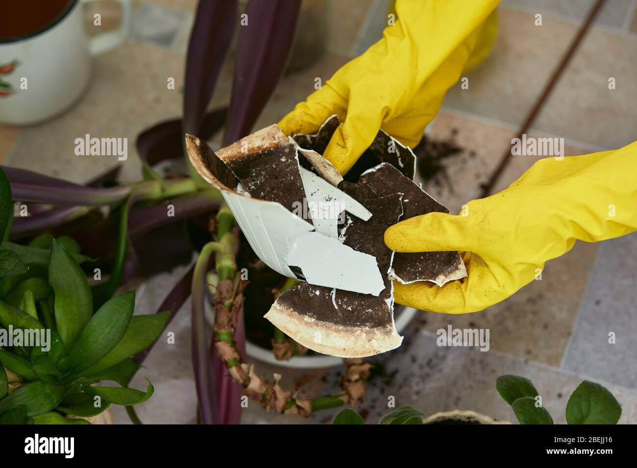 I giardinieri mano in guanti che tengono frammenti di vaso di fiori rotto. Giardinaggio domestico. Foto Stock