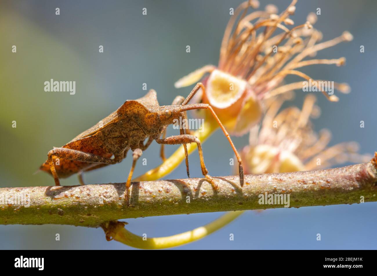 Dock bug strisciando su un ramo di albero. Foto Stock