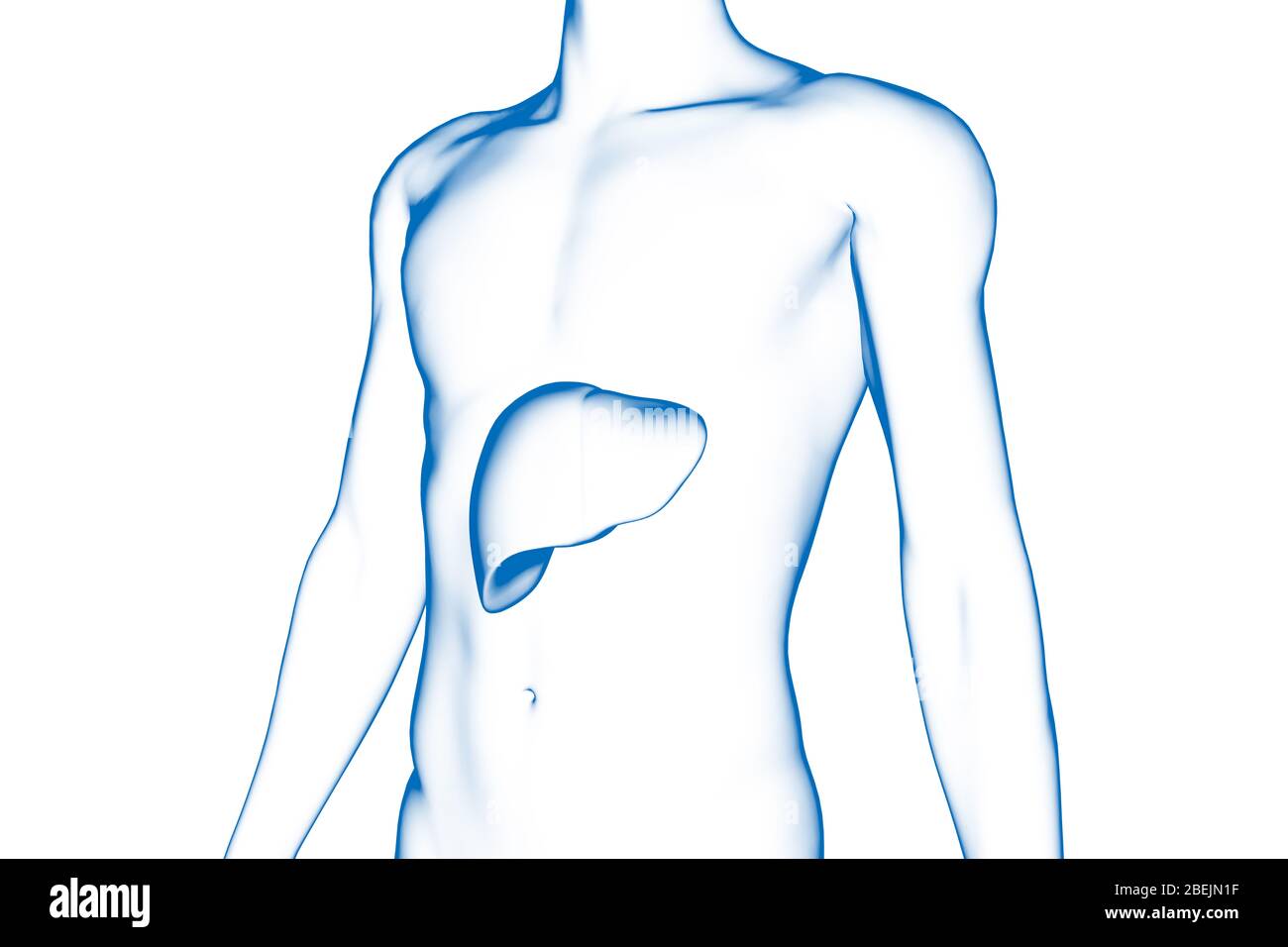 Fegato, organo del corpo umano, modello medico 3D Foto Stock