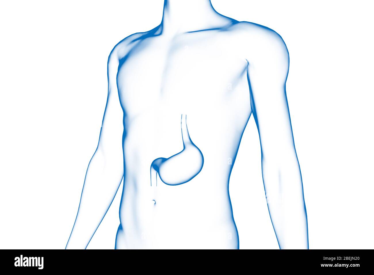 Stomaco, organo del corpo umano, modello 3D medico Foto Stock