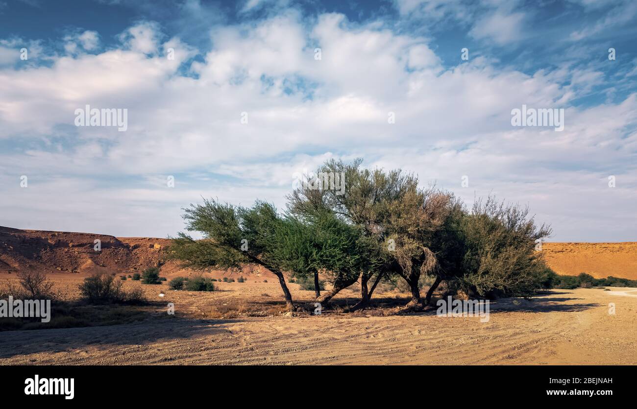 Bordo del viaggio del mondo - Riyadh, Arabia Saudita. Cliccato il 8 novembre 2019. Trasportare le automobili che viaggiano a bordo del mondo Riyadh Arabia Saudita thro Foto Stock