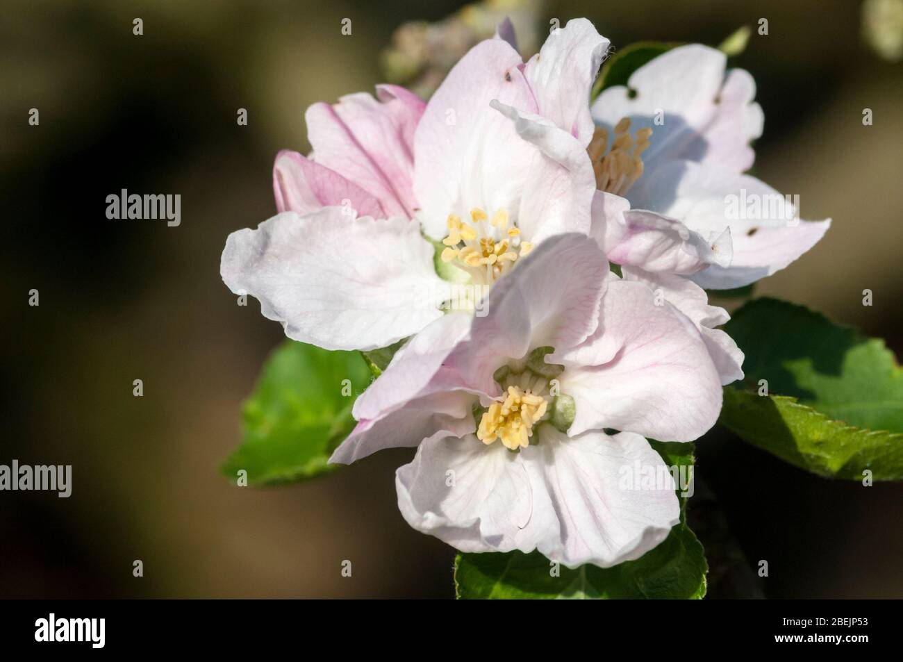 Bramley mela fiore, Malus domestica Foto Stock