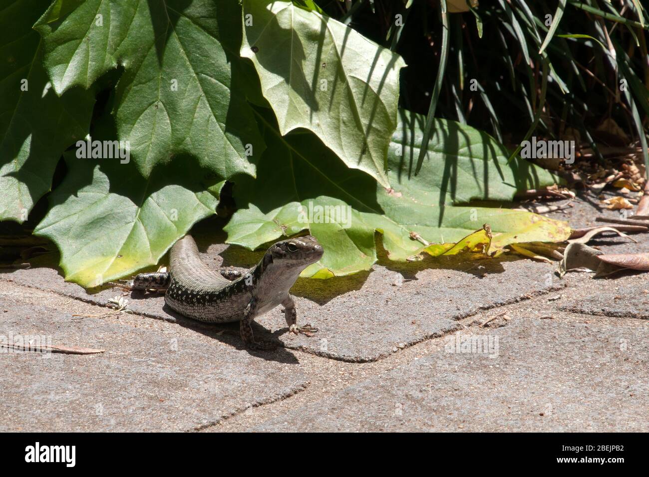 Mogo Australia, gecko lucertola prendere il sole sul sentiero in giardino Foto Stock