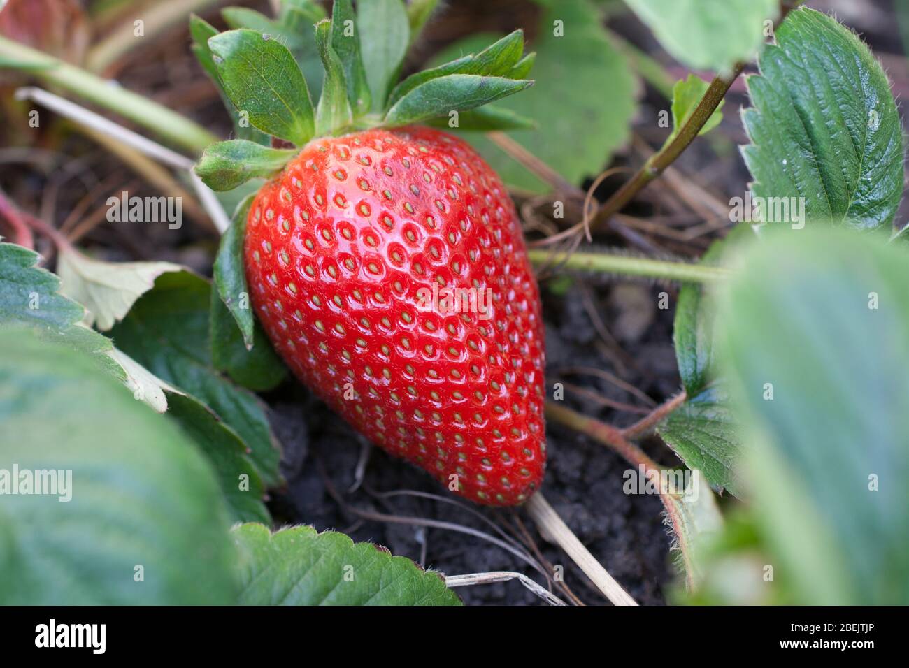 Un giardino di fragole completamente maturo che cresce in una macchia di fragole Foto Stock
