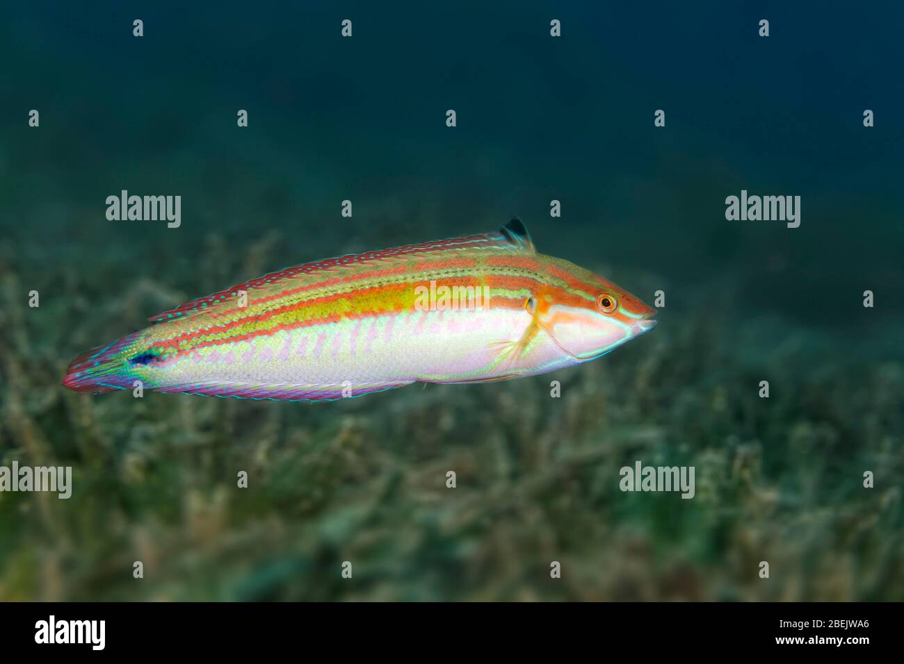 Spottail coris (Coris caudimacula) nuota su prato di mare, Mar Rosso, Giordania Foto Stock