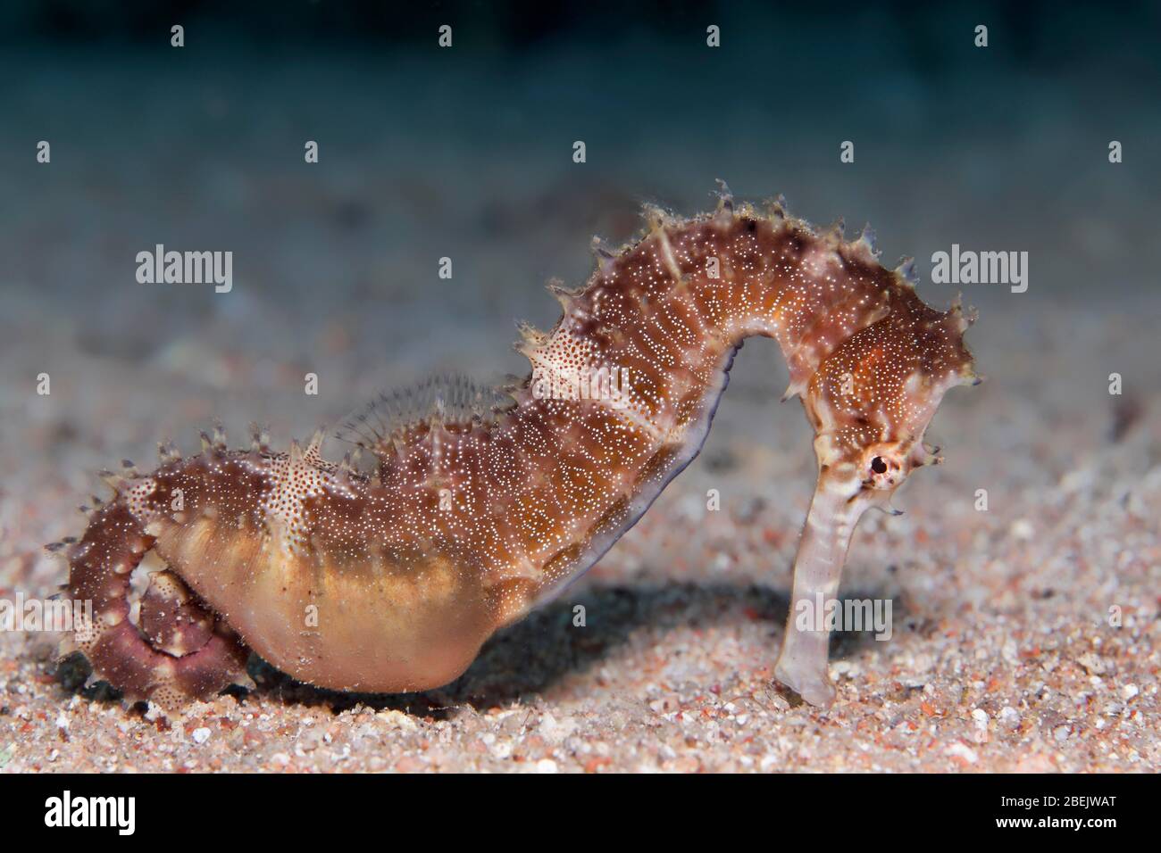 Spiny Seahorse (Hippocampus histrix) su terreno sabbioso, marrone, Mar Rosso, Giordania Foto Stock