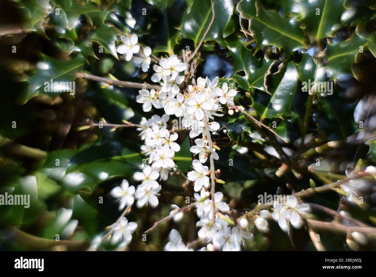 Fiori di fiore di blackthorn in un hedgerow della Cornovaglia Foto Stock