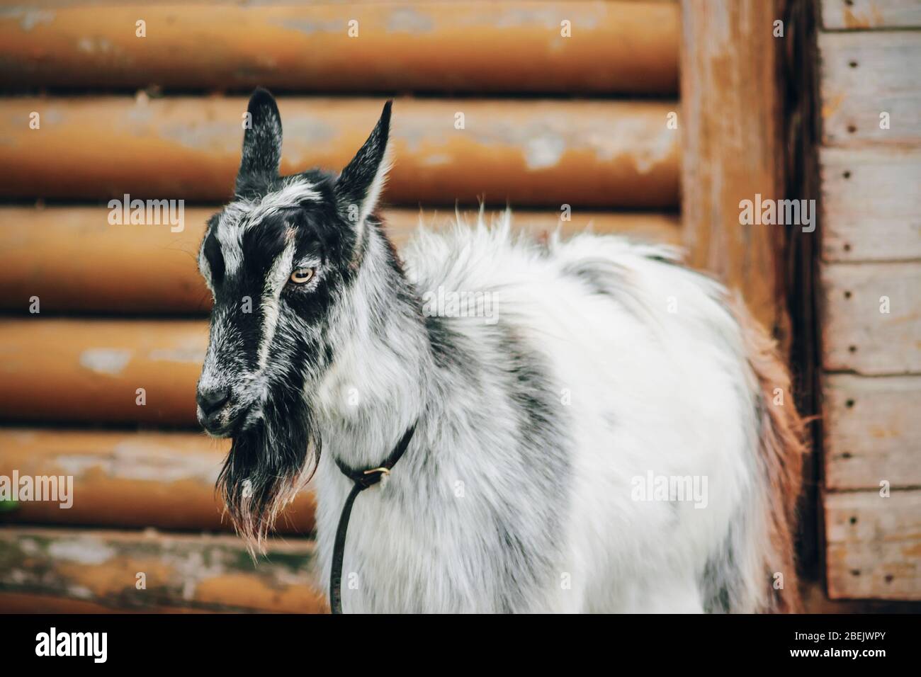 Una capra grigia e nera con un collare intorno al collo si trova vicino ad un vecchio capanno in legno. Bestiame. Foto Stock