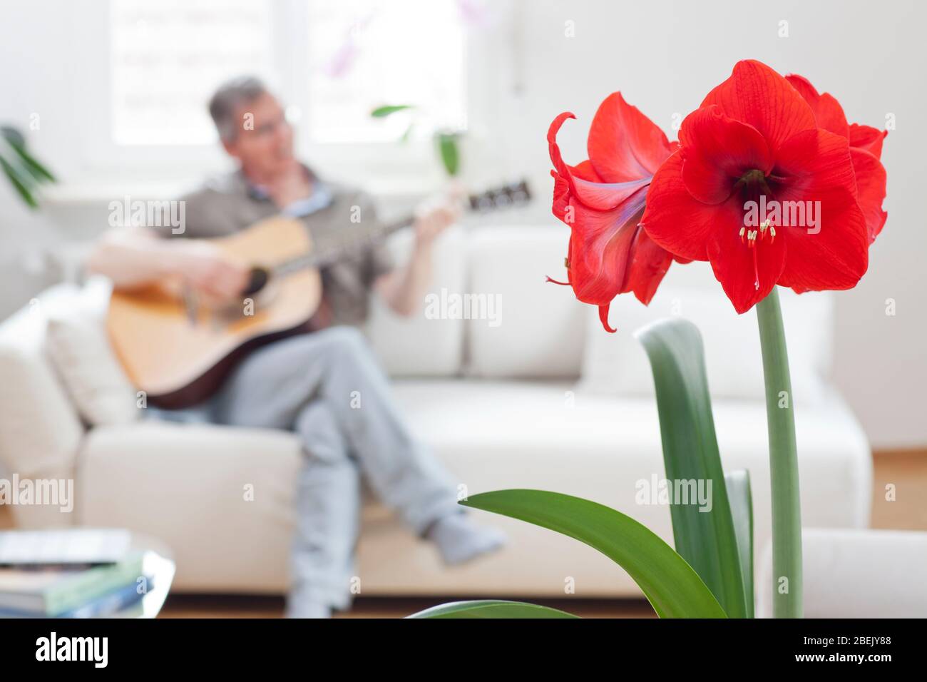 Uomo maturo che suona la chitarra per sua moglie in un luminoso salotto a casa - concentrarsi sul rosso amaryllis fiorente in primo piano Foto Stock